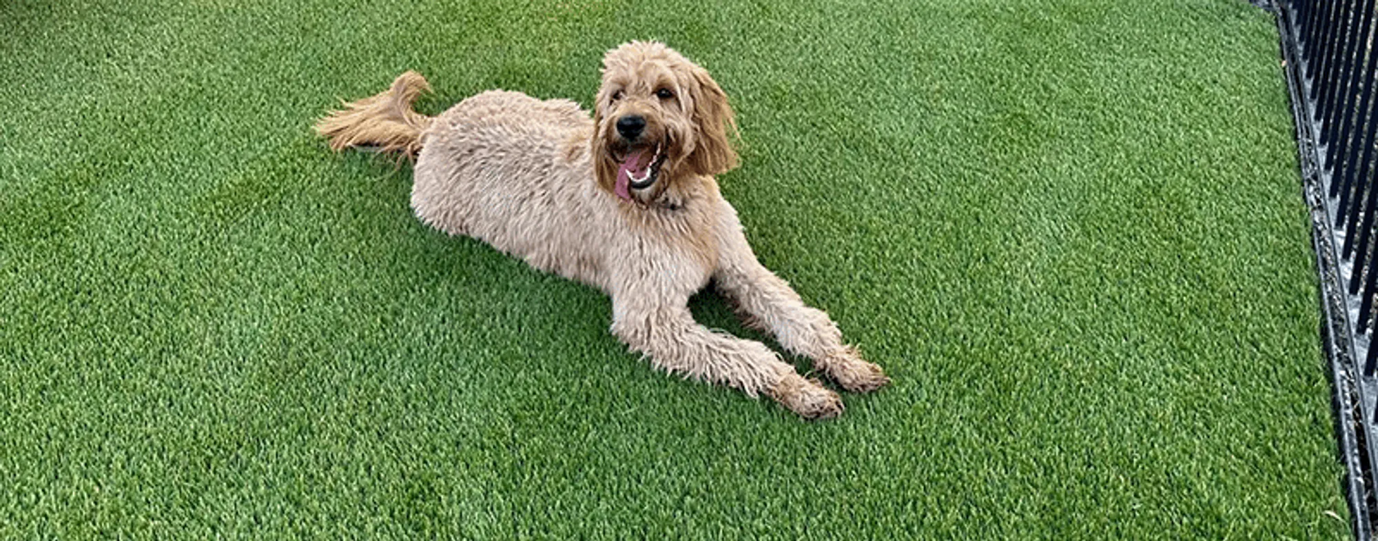 Artificial Grass Odor Control Treatment